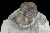 Bargain, Paciphacops Trilobite - Oklahoma #95912-2